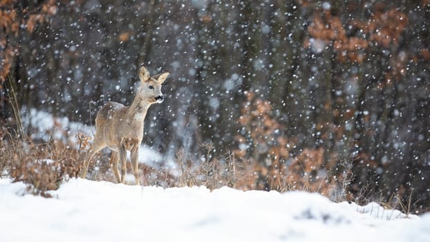 Roe deer, capreolus capreolus, doe standing in blizzard with snowflakes falling in winter. Wild mammal watching in cold weather on a glade in forest with copy space.
