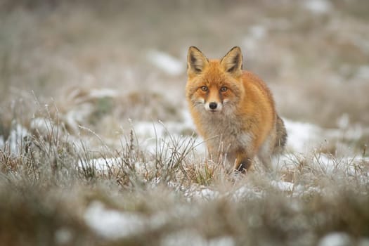 Red fox, vulpes vulpes, facing camera in wintertime on a meadow with dry grass. Wild mammal predator with fluffy orange fur standing in nature with copy space.