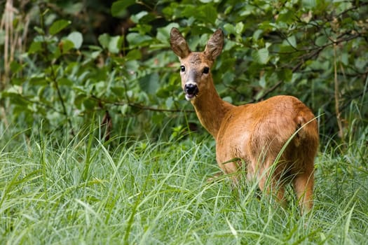 Adult roe deer, capreolus capreolus, turning his back on the camera. Tranquil doe grazing on the spring meadow with trees in background. Cute ruminant in its natural habitat. Concept of freedom.