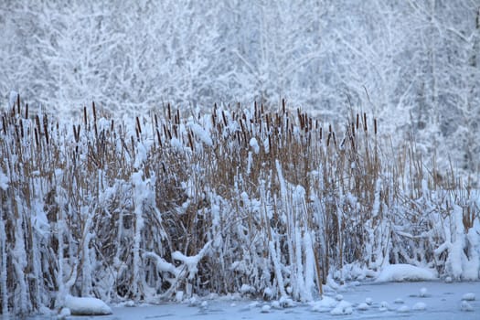 winter, snow-covered lake, reeds in the snow