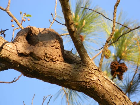 nest of baker on green and bare branches