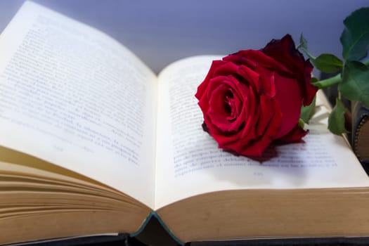 romantic red rose on the open book