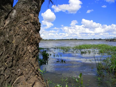 river very grown, vegetation south america