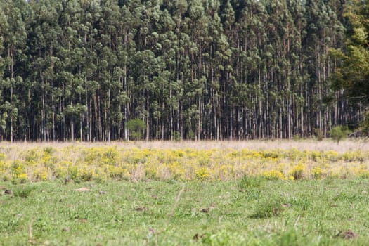 Argentinian countryside landscapes with shades of green yellow flowers cattle and streams