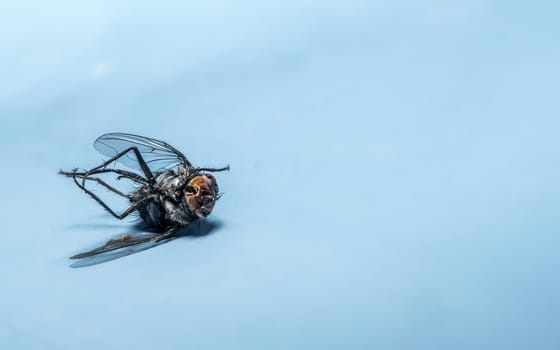 Close-up of a dead fly lying on its back with blue background