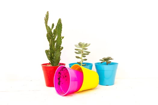 cactus and succulents in colorful pots on white background