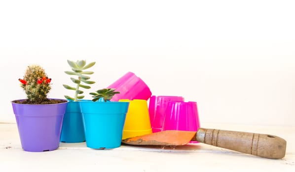 cactus and succulents in colorful pots on white background