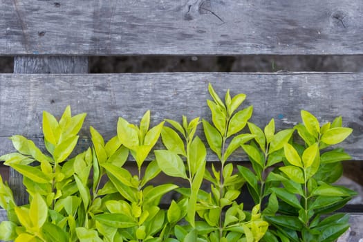 decorative border of green leaves on rustic wood
