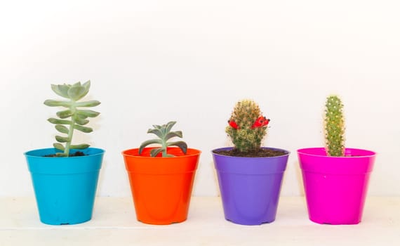 cactus and succulents in colorful pots on white background