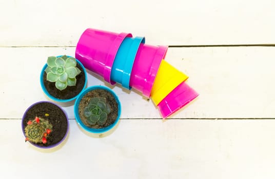 cactus and succulents in colorful pots on white background
