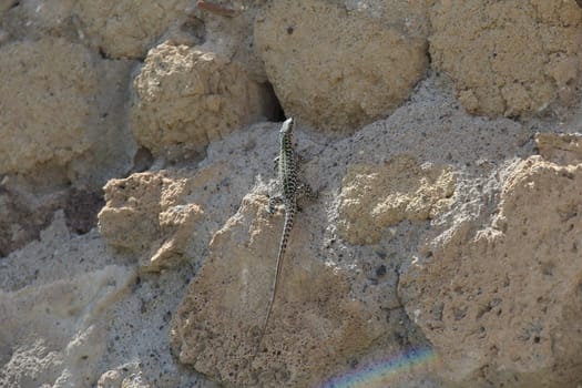 beautiful lizard among the stones in summer