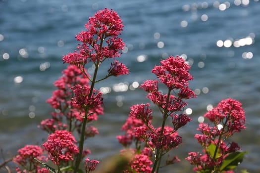 red valerian flowered in european spring on water background