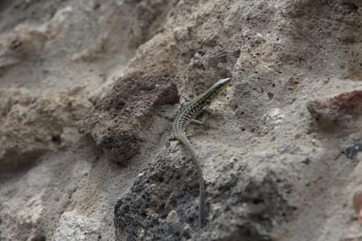 beautiful lizard among the stones in summer