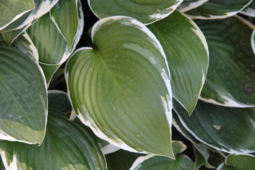 Textured background of green and white leaves