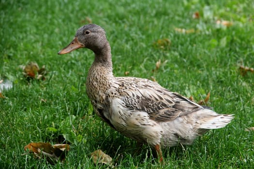 A beautiful plumage duck on the grass in spring