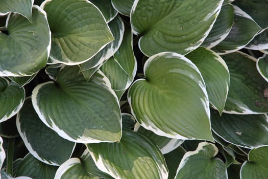 Textured background of green and white leaves