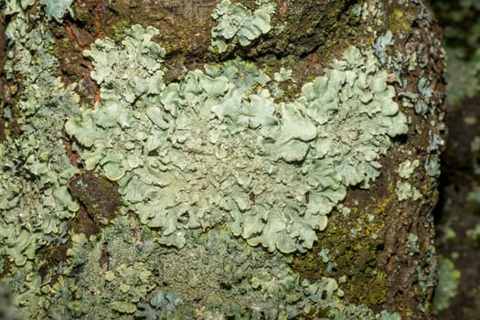 Close-up of a gray-green tree lichen on the bark of an old fruit tree