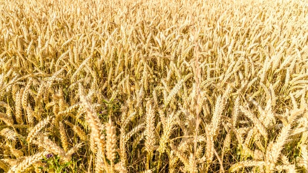 Grain field in detail in summertime in germany
