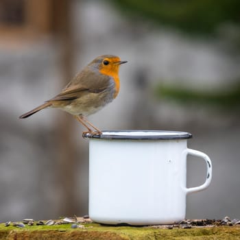 European robin sits on the edge of a tin cup against a blurred background with copy space