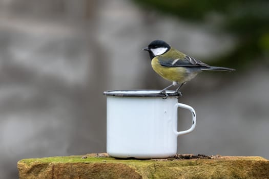 Great tit sits on the edge of a tin cup against a blurred background with copy space