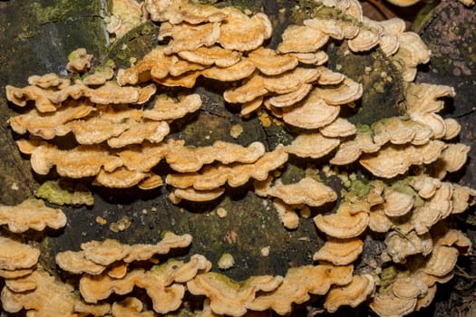 Collection of yellow tree fungi with a velvety surface on an old stump