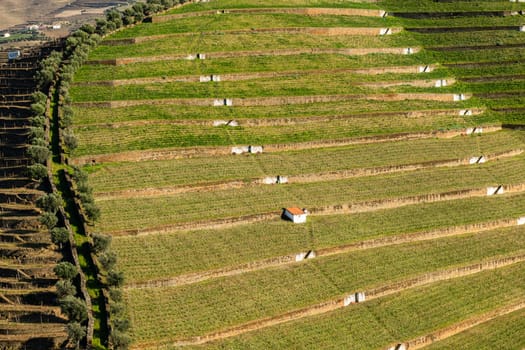 View of the beautifull Torto river valley with vineyards and terraced slopes in the Douro Region, famous Port Wine Region, Portugal.
