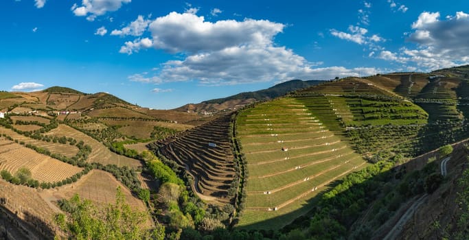View of the beautifull Torto river valley with vineyards and terraced slopes in the Douro Region, famous Port Wine Region, Portugal.