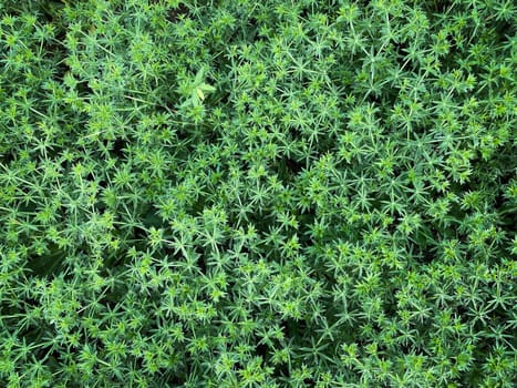 Sawtooth Coriander, asian vegetable also known as Pak Chi Farang or long coriander
