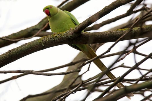 Germany's Wild Parrots - Collared Parakeet in Heidelberg