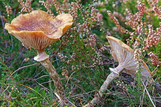 Hallimasch Armillaria spec between heather