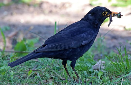 Blackbird Turdus merula with food for the offspring