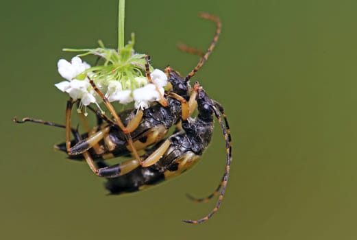 Copulation Spotted Rutpela maculata