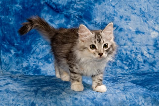 Siberian Forest Cat (Felis silvestris catus),marbled blue background
