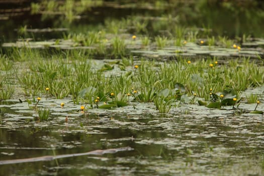 view of a flowering lake overgrown with water nuphar lutea