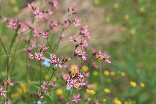 wildflower, Ragged Robin close to, loop