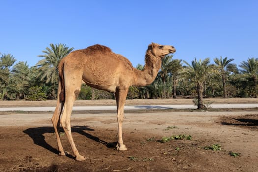 Camel on the royal camel farm in the Bahrain capital Manama