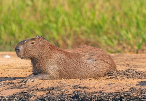 Male Capybara on a River Bank in the Pantanal in Pantanal National Park in Brazil