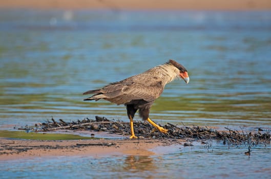 Southern Crested Caracara Patrolling a Sandbar in the Pantanal in Pantanal National Park in Brazil