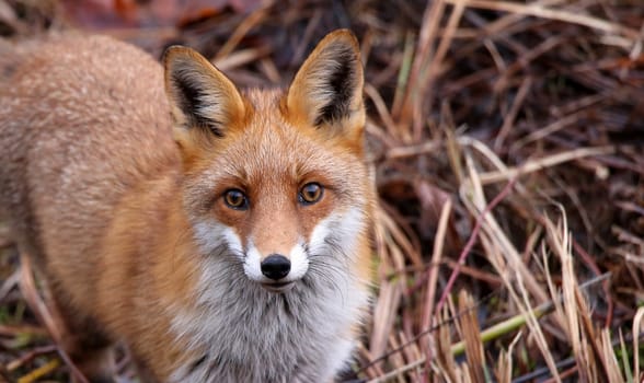 Unexpected encounter with a red fox Vulpes vulpes