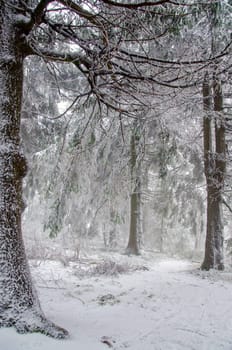 Winter forest in the fog