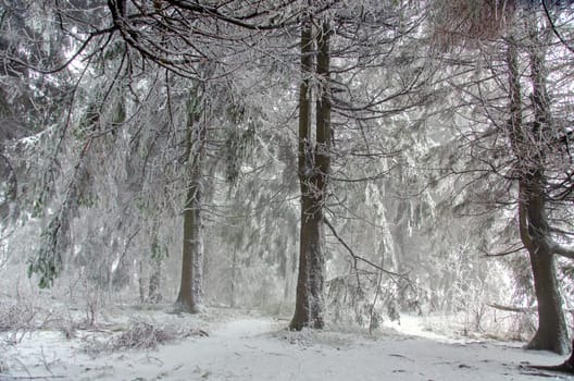 Winter forest in the fog