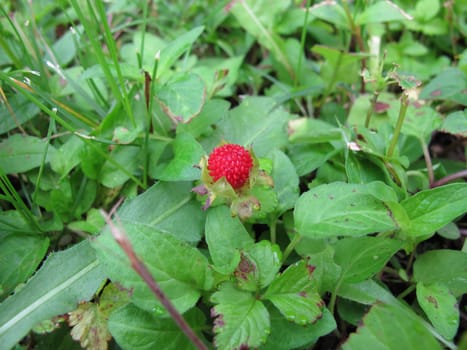 Red Indian strawberry, Potentilla indica, between weeds