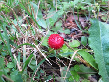 Red Indian strawberry, Potentilla indica, between weeds