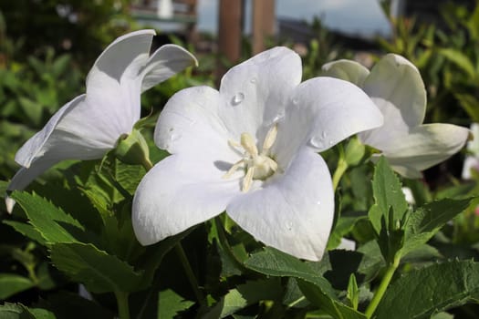 Closeup of opened white balloon flowers in the garden.