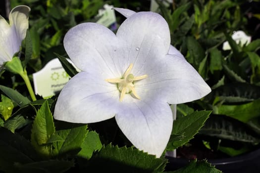 Closeup of opened white balloon flowers in the garden.