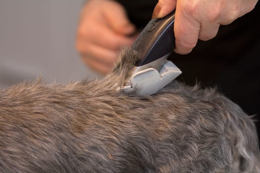 animal barber - equipment