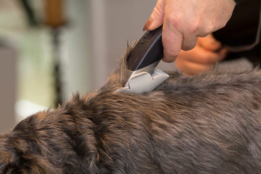 animal barber - equipment