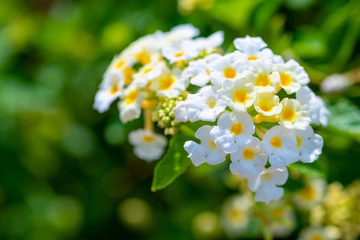 Beautiful nature of tropical flowers, Closeup white yellow Lantana Camara, Cloth of Gold, Hedge Flower, Lantana, Weeping Lantana or White Sage in a green outdoor garden with copy space for background