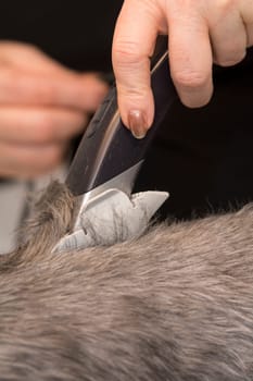 animal barber - equipment
