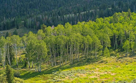 Sun Hitting a Grove of Aspen in Great Basin National Park in Nevada